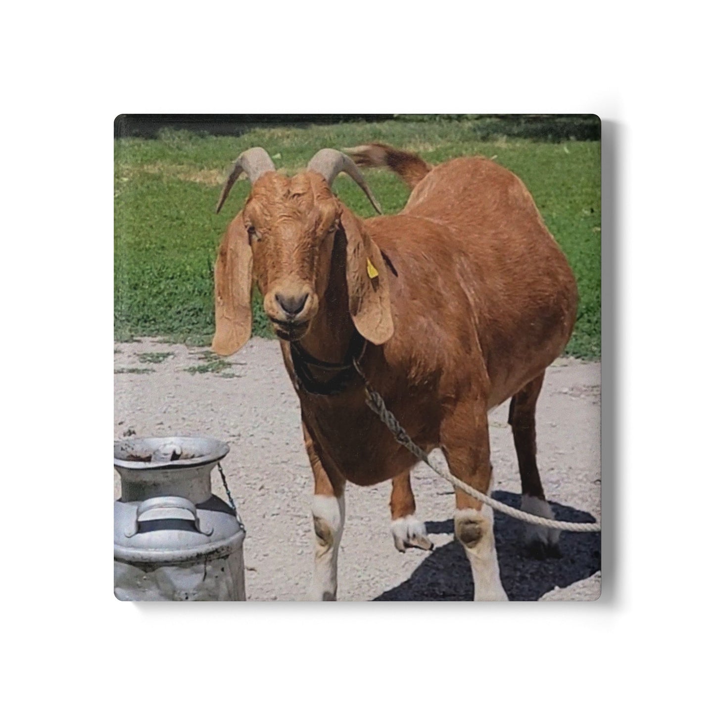 Rustic Goat Ceramic Coaster - Farmhouse Decor, Cute Kitchen, Animal Lover Gift, Unique Drinkware, Home Bar Accessory, Country Theme