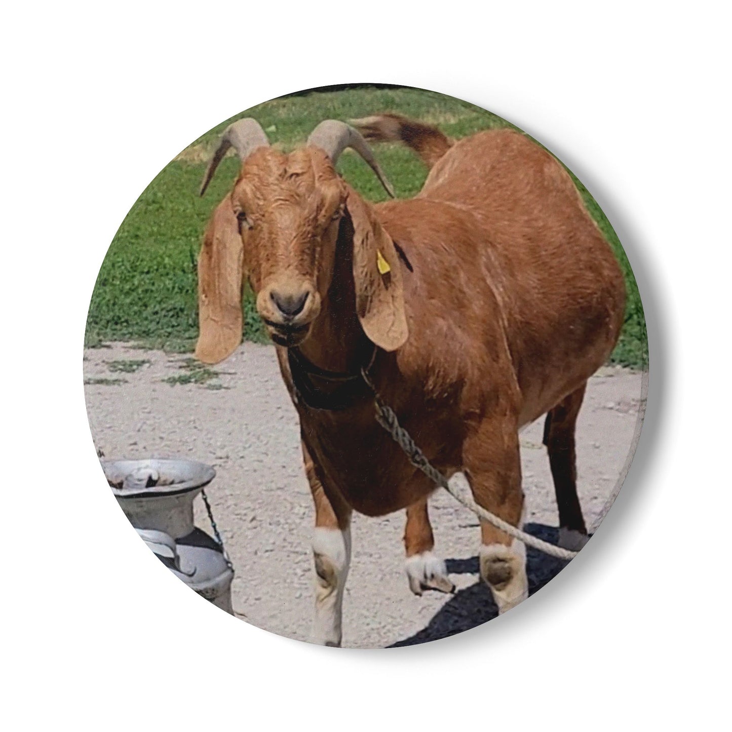 Rustic Goat Ceramic Coaster - Farmhouse Decor, Cute Kitchen, Animal Lover Gift, Unique Drinkware, Home Bar Accessory, Country Theme