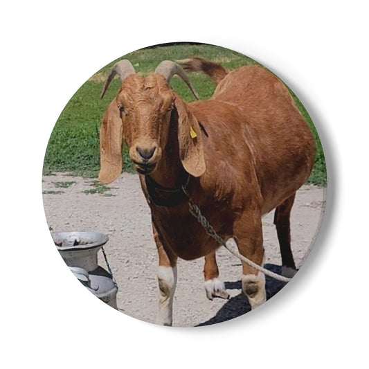 Rustic Goat Ceramic Coaster - Farmhouse Decor, Cute Kitchen, Animal Lover Gift, Unique Drinkware, Home Bar Accessory, Country Theme